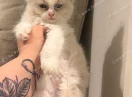 Gorgeous Ragdoll kittens for sale