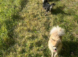 Dog Walking & Pet Sitting in Torbay