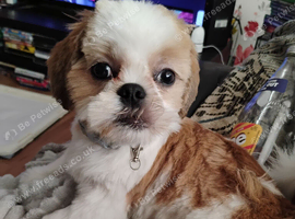 Adorable 6 months old shih Tzu puppy needs new home