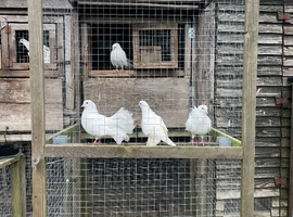 Doves