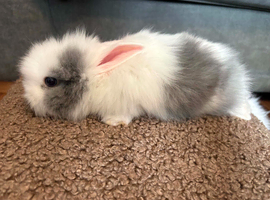 Baby lionheads for sale