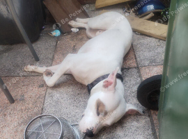 American bully cross staff