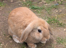 Mini Lop babies available