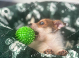 Jack Russell