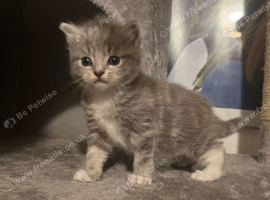 3 Sweet British Shorthairs