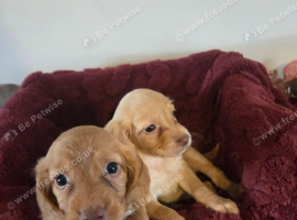 Gorgeous kc cocker spaniels
