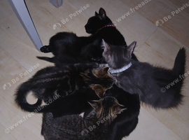 Boy girl kittens