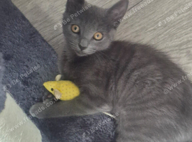 Grey kitten