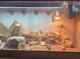 Beard dragon and tank