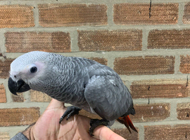 Baby Handreared Tame Congo African Grey Parrot,16