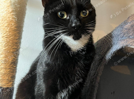 Male cat