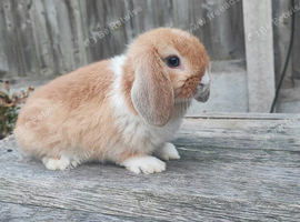 Minilop bunnies and Adult Female