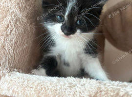 3 gorgeous kittens left