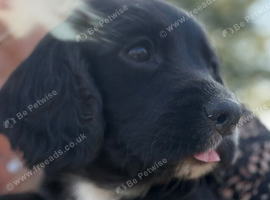 Beautiful sprocker puppies for sale