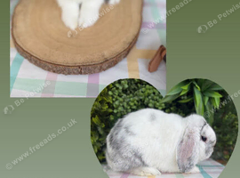 Imported mini lop Buck