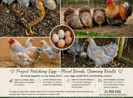 Hatching eggs at &pound;1/egg from Wyandotte Batams and Pekin Crele - Read the advert