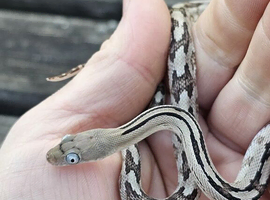Baby Trans-Pecos Rat Snake For Sale