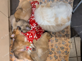 Ready to go! 4 beautiful Pomeranian cross.