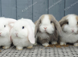 Beautiful baby mini lops