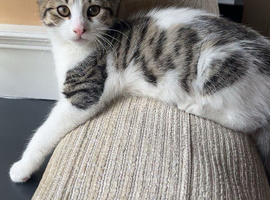 1 male kitten