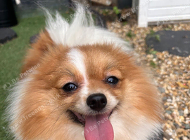 Pom Girl 3 Years KC Reg