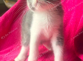 3 Males kittens