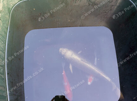 Sell Large Japanese Koi