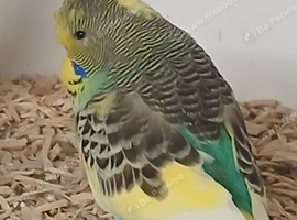 Babys and adults for sale