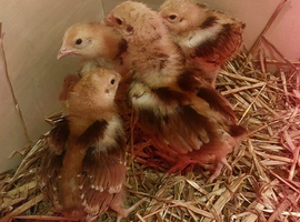 4 Rhode Island Red Chicks