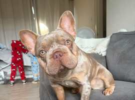 Rehome for Monroe