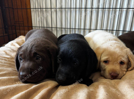 Labrador puppies