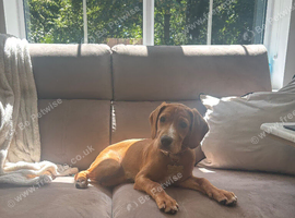 Pippa - Cockerdor 16 weeks