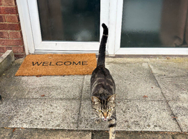 Male cat for sell