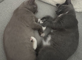 2x Male British Shorthair