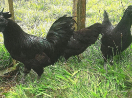 25+ Purebreeds to choose from - Hatching Eggs x6