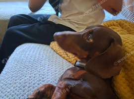 Male Dachshund
