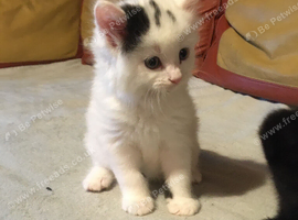 3/4 Ragdoll