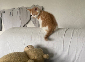 6 month old male cat