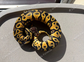 Female pastel yellow belly het DG ph pied for sale
