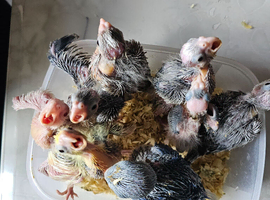 Hand reard baby cockatiel