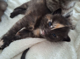 6 beautiful kittens