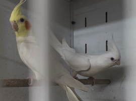 Breeding pair of cockatiels