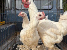Poulet de Bresse breeding Trio