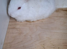Mixed-breed (Giant + Rex) rabbits