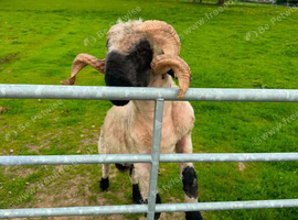 Valais blacknose registered tup