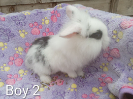 Gorgeous mini lop & mini lion lops