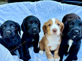 Last 2 Cocker spaniel puppies