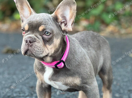 KC frenchie