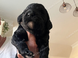 GORGEOUS F1B BERNADOODLE PUPPIES LOOKING FOR THEIR FOREVER HOMES