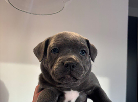 Beautiful blue Staffordshire bull terriors